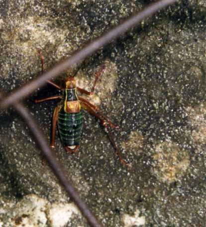 Barbitistes sp. (Orthoptera, Phaneropteridae)